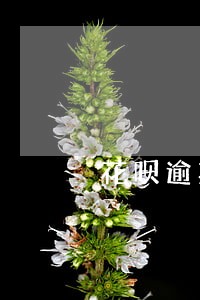 花呗逾期被限制使用淘宝怎么办 花呗逾期被限制使用淘宝怎么办