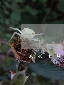 花呗逾期被风控了多久可以解除 花呗逾期被风控了多久可以解除