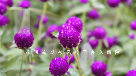 花呗逾期被风控了多久解除 花呗逾期被风控了多久解除