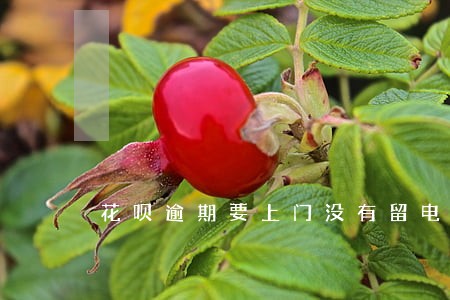 花呗逾期要上门没有留电话 花呗逾期要上门没有留电话