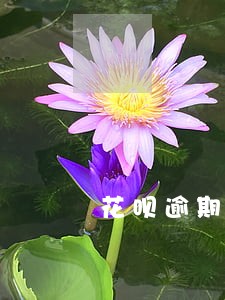 花呗逾期要不要滞纳金 花呗逾期要不要滞纳金