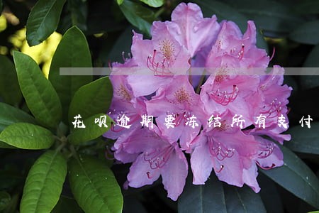 花呗逾期要冻结所有支付账户 花呗逾期要冻结所有支付账户