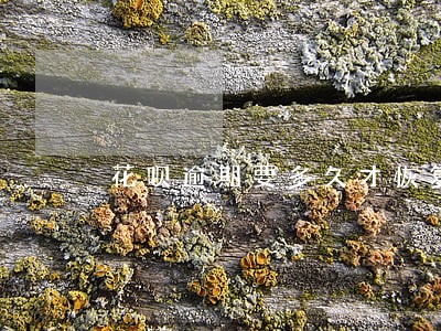 花呗逾期要多久才恢复正常 花呗逾期要多久才恢复正常