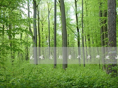 花呗逾期要我开释放证明怎么开