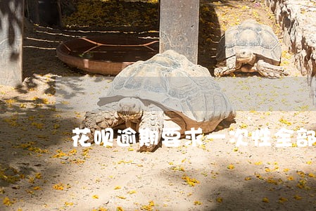 花呗逾期要求一次性全部还清 花呗逾期要求一次性全部还清