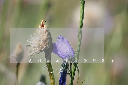 花呗逾期要求全部还清 花呗逾期要求全部还清