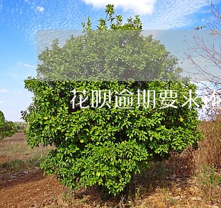 花呗逾期要求还清 花呗逾期要求还清