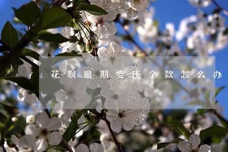 花呗逾期要还全款怎么办 花呗逾期要还全款怎么办