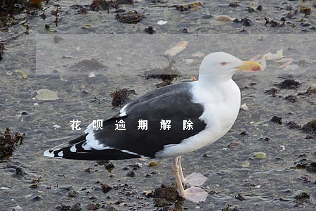 花呗逾期解除 花呗逾期解除