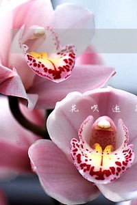 花呗逾期警察说上门怎么办 花呗逾期警察说上门怎么办