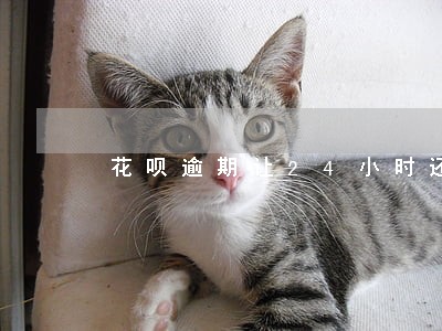 花呗逾期让24小时还 花呗逾期让24小时还