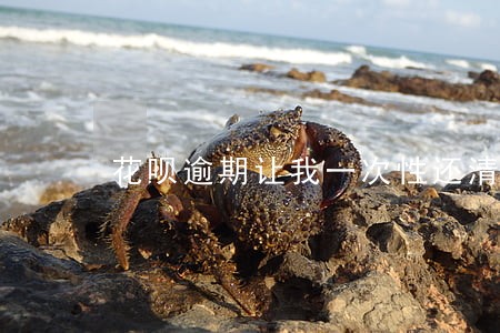 花呗逾期让我一次性还清 花呗逾期让我一次性还清