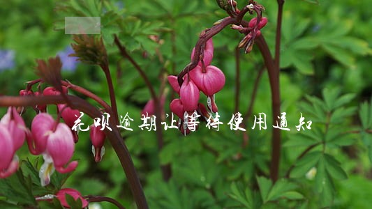 花呗逾期让等待使用通知 花呗逾期让等待使用通知