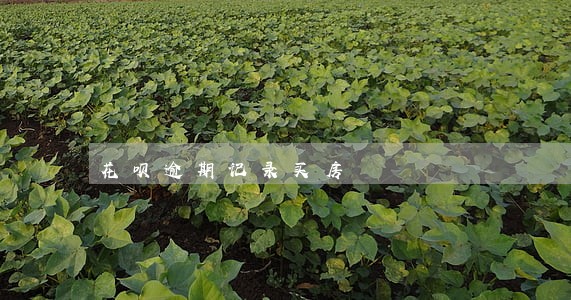花呗逾期记录买房 花呗逾期记录买房