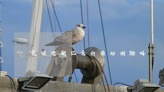 花呗逾期记录会自动删除吗 花呗逾期记录会自动删除吗