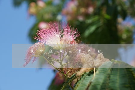 花呗逾期记录咋查 花呗逾期记录咋查