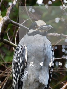 花呗逾期记录多久会消失 花呗逾期记录多久会消失