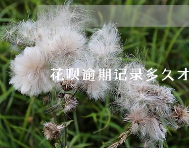 花呗逾期记录多久才能消失 花呗逾期记录多久才能消失
