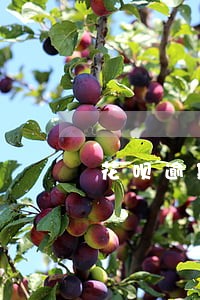 花呗逾期记录快速恢复 花呗逾期记录快速恢复