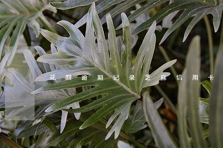 花呗逾期记录芝麻信用卡吗 花呗逾期记录芝麻信用卡吗
