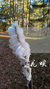 花呗逾期记录都被修复了