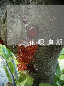 花呗逾期该怎么借钱 花呗逾期该怎么借钱