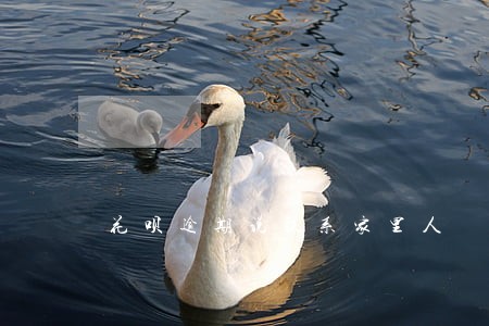 花呗逾期说联系家里人 花呗逾期说联系家里人