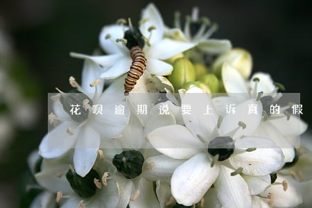 花呗逾期说要上诉真的假的 花呗逾期说要上诉真的假的