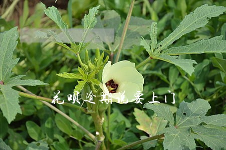 花呗逾期说要上门 花呗逾期说要上门