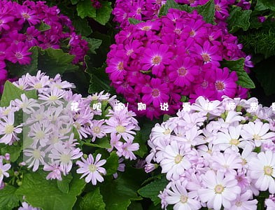花呗逾期说要律师费是真的吗 花呗逾期说要律师费是真的吗