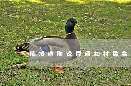 花呗逾期说要通知村委会 花呗逾期说要通知村委会