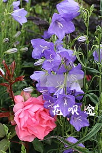 花呗逾期说要通知父母 花呗逾期说要通知父母