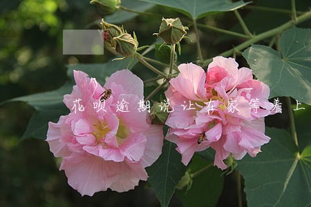 花呗逾期说让在家等着上门 花呗逾期说让在家等着上门