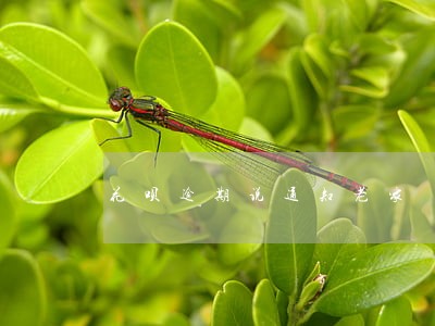 花呗逾期说通知老家 花呗逾期说通知老家