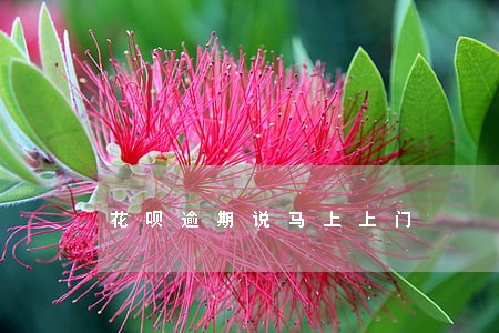 花呗逾期说马上上门 花呗逾期说马上上门