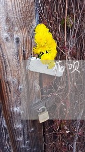花呗逾期调解通知