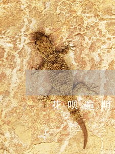 花呗逾期负面记录哪里查 花呗逾期负面记录哪里查