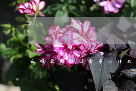 花呗逾期败诉要多出什么费用 花呗逾期败诉要多出什么费用