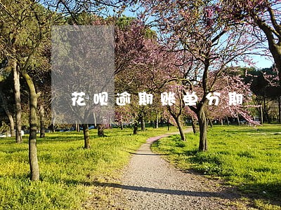 花呗逾期账单分期