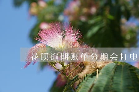 花呗逾期账单分期会打电话吗