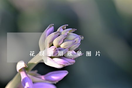 花呗逾期账单图片