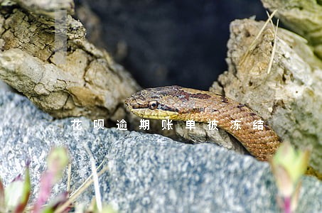 花呗逾期账单被冻结