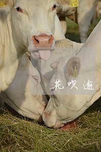 花呗逾期账单还完