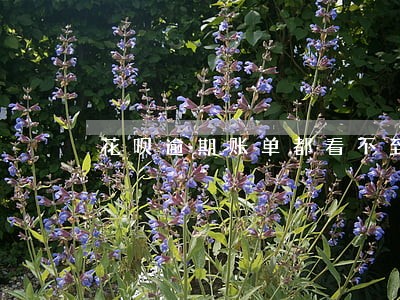 花呗逾期账单都看不到 花呗逾期账单都看不到