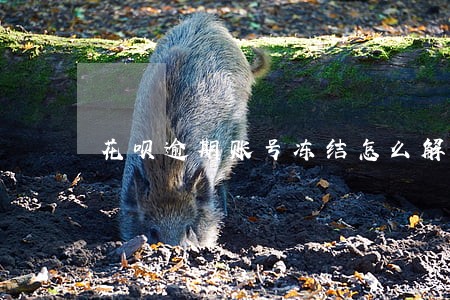 花呗逾期账号冻结怎么解冻