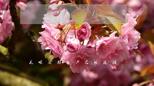 花呗逾期账户已被冻结 花呗逾期账户已被冻结