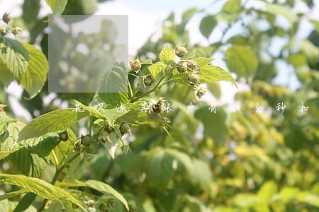 花呗逾期账户有钱会秒扣吗 花呗逾期账户有钱会秒扣吗