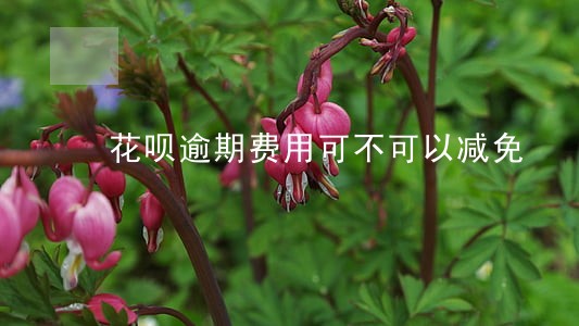 花呗逾期费用可不可以减免 花呗逾期费用可不可以减免