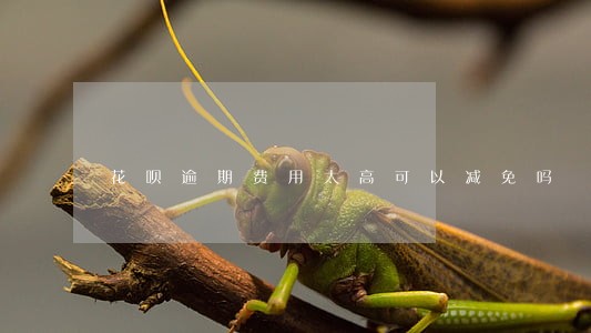 花呗逾期费用太高可以减免吗 花呗逾期费用太高可以减免吗
