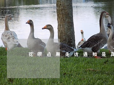 花呗逾期走访通知是真的吗 花呗逾期走访通知是真的吗